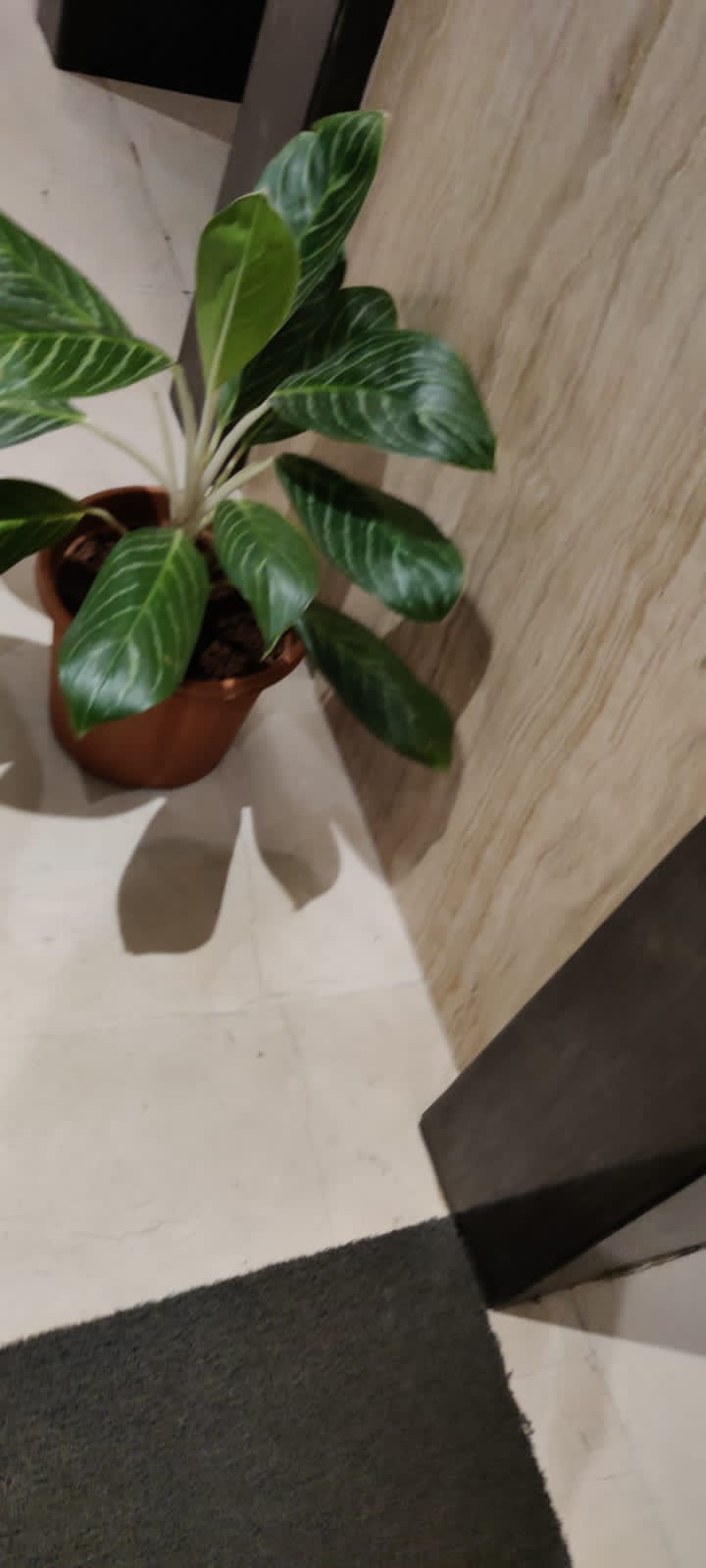 2 BHK Apartment for Sale in Bandra West Mumbai